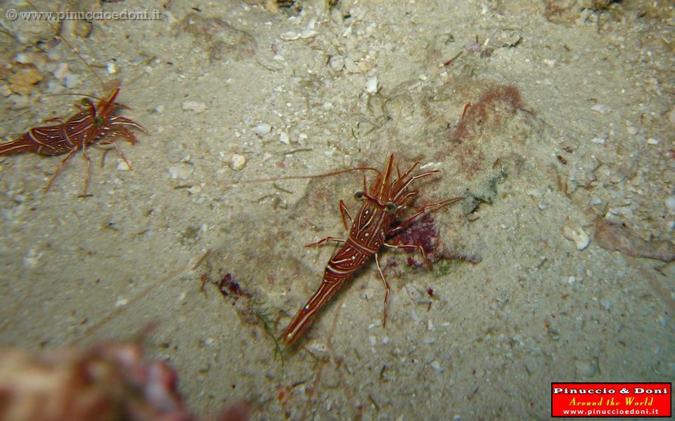 SEYCHELLES - 068 - Immersione a Baie Ternay.jpg